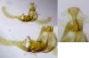 Endothenia sp.